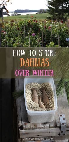 the words how to store dahlias over winter