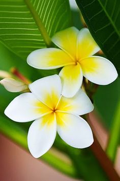 two white and yellow flowers with green leaves