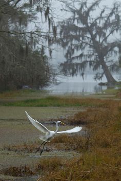 a large white bird flying over a swampy area with trees in the back ground