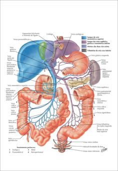 the anatomy of the human body and its major organs, including the liver, pancretams, stomach, kidney, bladder