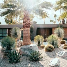 a cactus garden with palm trees and rocks in front of a modern house on the beach