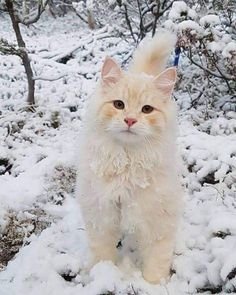 a white cat standing in the snow with its eyes wide open and looking at the camera