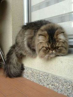 a fluffy cat sitting on the side of a window sill