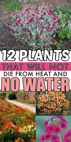 These drought-tolerant plants will add life and color to your gardeneven if you live in a hot and dry desert environment. Drought Tolerant Flowers, Low Water Plants, Drought Tolerant Garden, Dry Desert, Desert Environment, Low Maintenance Landscaping, Walled Garden, Have Inspiration, The Secret Garden