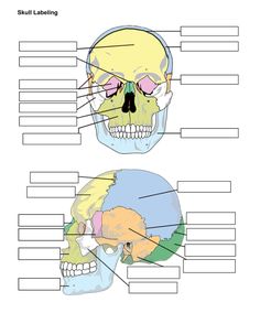 the bones and their major structures are labeled in this diagram, which shows the location of each