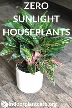 a potted plant with the words zero sunlight houseplants