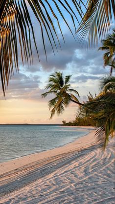 palm trees line the beach as the sun sets