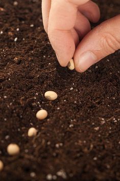 Growing Plants From Seeds, Agriculture Photography, Growing Tomatoes In Containers, Seed Starting Mix, Starting Seeds Indoors, Fall Garden Vegetables, Mother Earth News, Square Foot Gardening, Growing Tomatoes