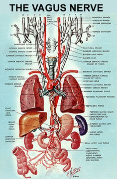 Nerf Vague, Nervus Vagus, The Vagus Nerve, Craniosacral Therapy, Human Body Anatomy, Human Anatomy And Physiology, Vagus Nerve, Medical Anatomy