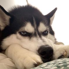 a husky dog laying on top of a bed with his paw resting on the pillow