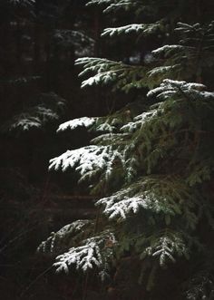 snow covered pine trees in the woods at night