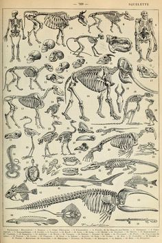 an old book with different types of skeletons and other animal skeleton illustrations on it's pages