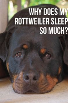 a black and brown dog laying on top of a floor