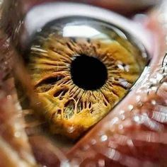 an extreme close up shot of the iris of a human eye