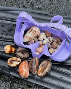 several seashells are laying on the ground next to a purple bag with handles