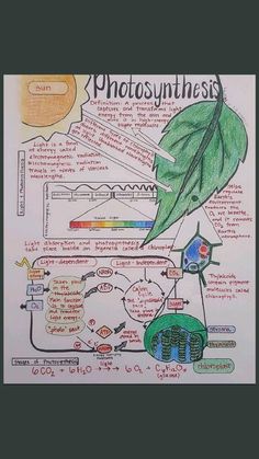 the diagram shows how photosyntheism is used to produce plants and other things