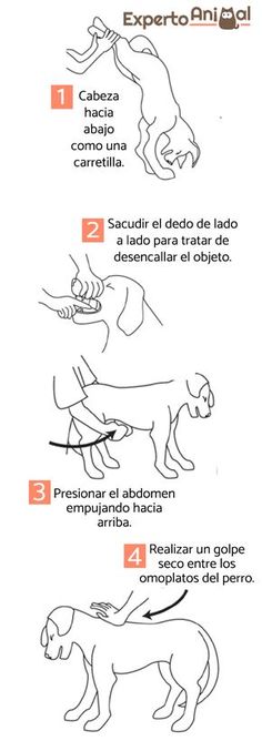 the steps in how to draw a dog's body and head, with instructions for each