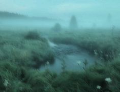 a foggy landscape with water and grass