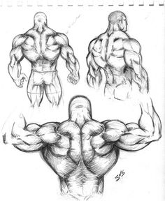 the muscles are shown in this drawing