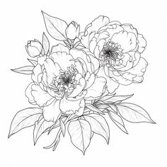 a bouquet of flowers with leaves and buds on a white background in the style of pencil drawing