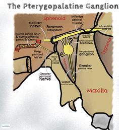 a diagram of the pelgoplatinne ganglion and its major structures