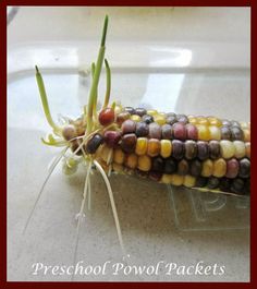 an ear of corn on the cob with root sprouts attached to it