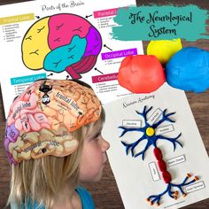 Learn the anatomical and neurological parts of the brain in this hands-on interactive activity. Children and adults of all ages can create a wearable hat to learn the hemispheres, lobes and parts of the human brain. Includes detailed functions, terminology and colorful design to match a full color poster of the lobes of the brain. Also included in a playdough neuron craft, complete with labels and instructions to learn the parts of the neuron. Exclusive design, designed by me - a nurse educator Brain Lobes, Science Games For Kids, Human Brain Anatomy, Human Circulatory System, Anatomy Education, Brain Puzzle, Chart School, Brain Parts, Neurological System