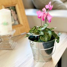 a potted plant sitting on top of a wooden table