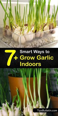 some plants that are growing out of the ground with text overlay saying 7 smart ways to grow garlic indoors