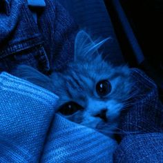 a cat is peeking out from behind some blue cloths and denim jeans, with its eyes wide open