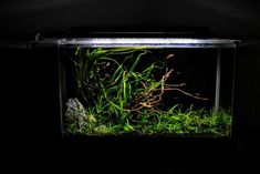 an aquarium filled with grass and rocks in the dark night time, lit by a light bulb