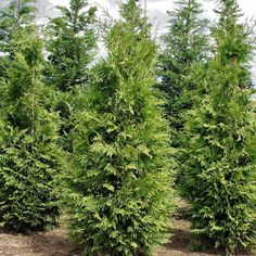 several evergreen trees in the middle of a field