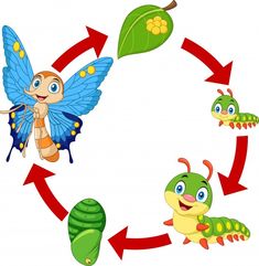 the life cycle of a butterfly and caterpillars on a white background illustration