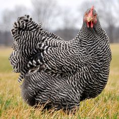 a black and white chicken standing on top of a grass covered field