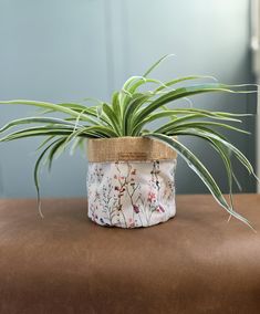 a potted plant sitting on top of a brown table