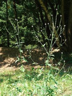 a bush with white flowers in the middle of a forest