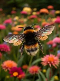 a bum is flying in the middle of a field of wildflowers and other flowers