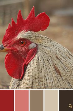 a rooster with red combs stands in front of a color palette that matches the other colors