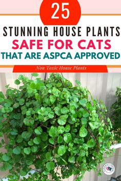 a potted plant with the words 25 stunning house plants safe for cats that are aspac approved