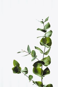 a plant with green leaves is shown against a white background