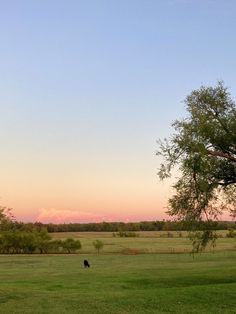 a lone cow grazing in a field at sunset