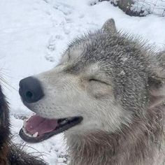 two dogs in the snow with their mouths open