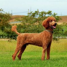 a brown poodle standing on top of a lush green field