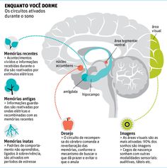 the brain and its functions are labeled in spanish, with an arrow pointing to it