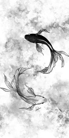 two black and white koi fish swimming in the water