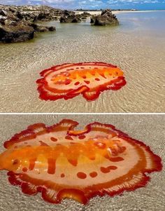 two pictures of jellyfish on the beach