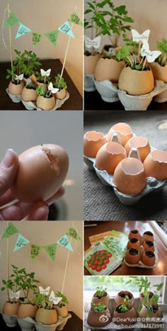 there are several pictures of eggs with plants in them