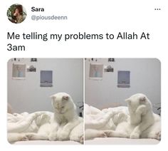 two polar bears sitting on top of a bed next to each other, with caption that reads me telling my problems to allah at 3am