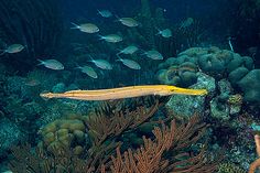 a group of fish swimming over a coral reef