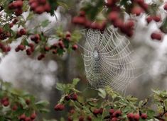 a spider web hanging from a tree filled with berries